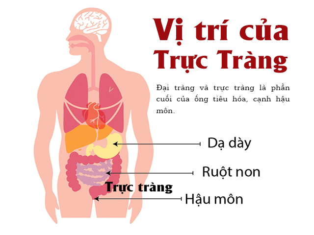 vi tri dai truc trang