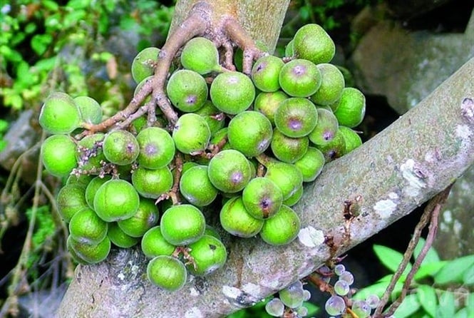 qua sung chua soi mat